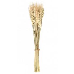 BUKET z 24 pšeničných klasů 35cm